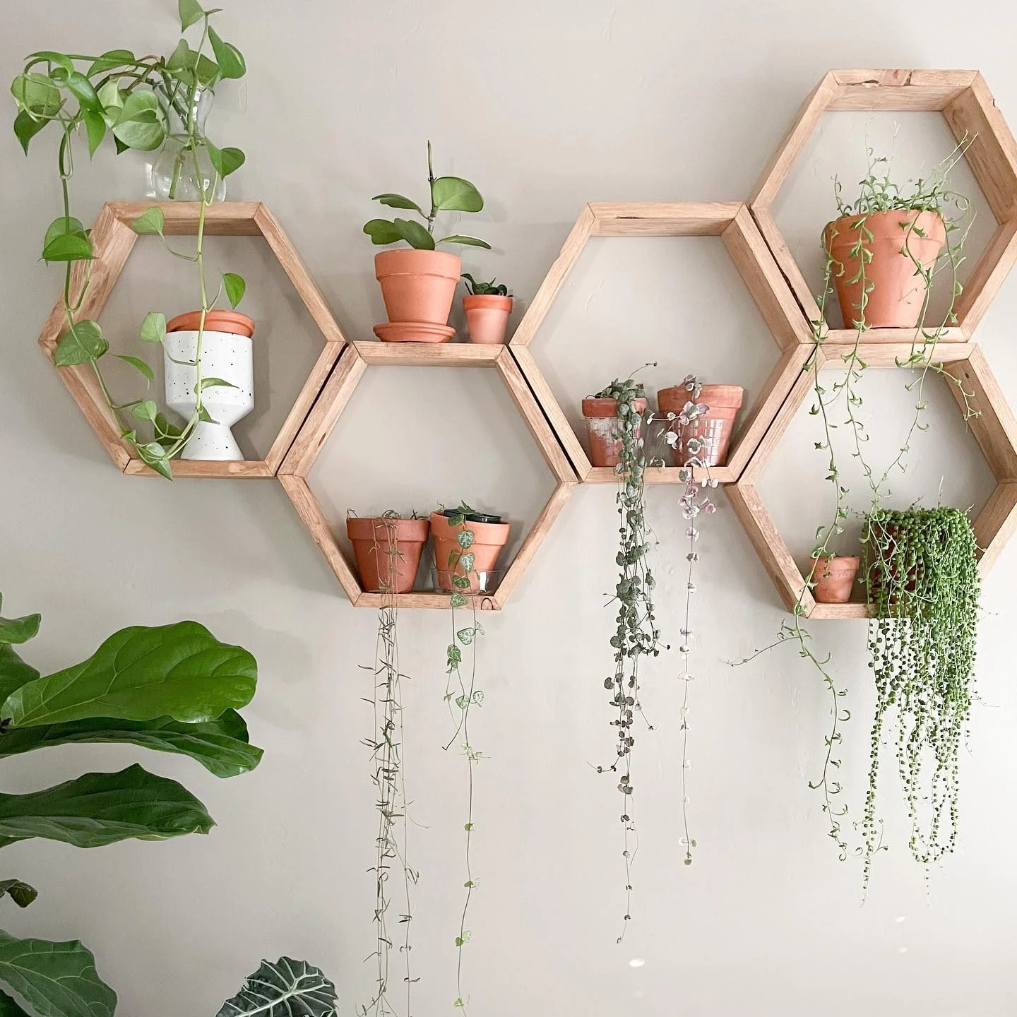 Green plant on shelf